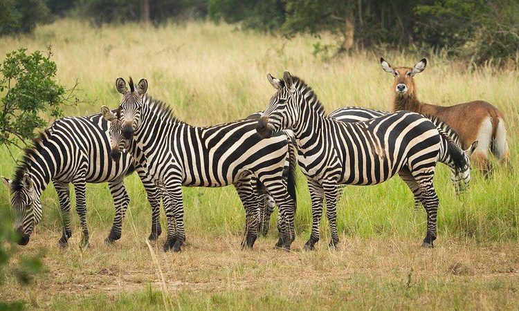 Akagera Full Day Safari (Private)